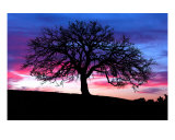 Buy Oak Silhouette at AllPosters.com