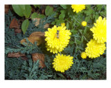 The Bees