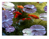 Buy Koi at AllPosters.com