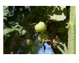 Buy Green Tomatoes at AllPosters.com