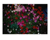 Blushing Petunia Mix