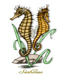 Seahorse