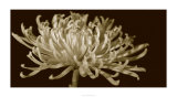 Mammoth Mums I