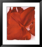 Red Cannas Framed Art Print