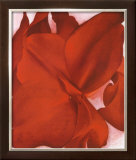 Red Cannas Framed Art Print