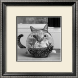 Buy Cat Fish at AllPosters.com
