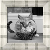 Buy Cat Fish at AllPosters.com
