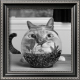 Buy Cat Fish at AllPosters.com