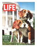Buy President Johnson's Beagles, June 19, 1964 at AllPosters.com