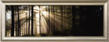 Buy Sunlight Streaming Through Forest at AllPosters.com