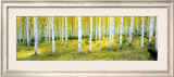 Buy Ashley National Forest at AllPosters.com