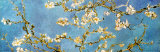 Almond Blossoms