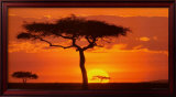Masai Mara Plains, Kenya
