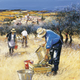 La Cueillette des Olives