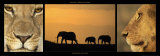 Elephants and Lions