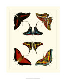 Buy Butterflies II at AllPosters.com