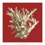 Coral on Red I