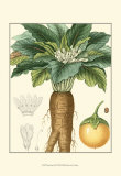 Buy Tropicals VII at AllPosters.com