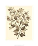 Sepia Munting Foliage I
