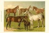 Buy Horse Breeds I at AllPosters.com