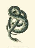 Buy Vibrant Snake III at AllPosters.com