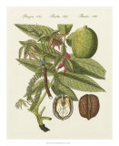 Walnut