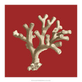 Coral on Red II