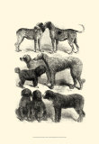 Buy International Show Dogs I, c.1863 at AllPosters.com