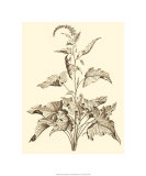 Buy Sepia Munting Foliage II at AllPosters.com