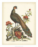 Regal Pheasants III