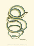 Buy Vibrant Snake II at AllPosters.com