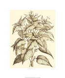 Buy Sepia Munting Foliage III at AllPosters.com