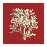 Coral on Red IV