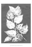 Buy Frosty Philodendron II at AllPosters.com