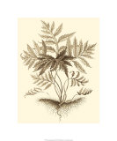 Sepia Munting Foliage IV