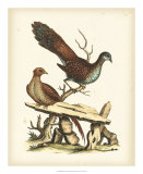 Regal Pheasants I