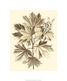 Sepia Munting Foliage V