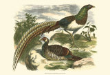 Amherst Pheasant