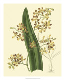 Buy Antique Orchid Study II at AllPosters.com