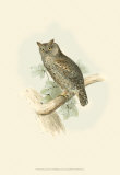 Scops-Eared Owl