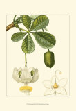 Buy Tropicals II at AllPosters.com