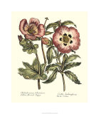 Buy Framboise Floral IV at AllPosters.com