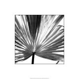 Buy Black and White Palms III at AllPosters.com