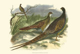 Semmering Pheasant