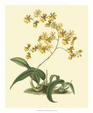 Buy Antique Orchid Study I at AllPosters.com