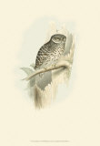 Buy Sparrow Owl at AllPosters.com