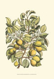 Buy Pear Tree Branch at AllPosters.com
