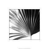 Buy Black and White Palms IV at AllPosters.com