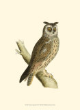 Long Eared Owl