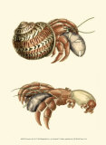 Buy Hermit Crabs II at AllPosters.com